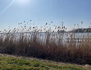 250311 rouwkema 1