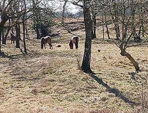 250322 houten 1
