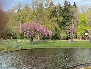 250413 konijn 1