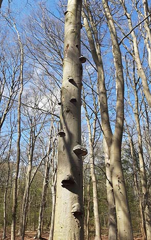 250415 rodenburg 1